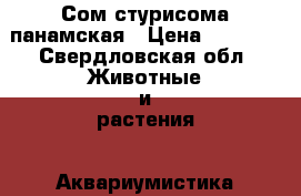 Сом стурисома панамская › Цена ­ 3 000 - Свердловская обл. Животные и растения » Аквариумистика   